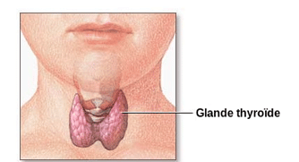 Glande thyroïde