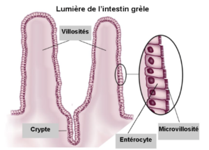 Villosités intestinales